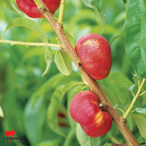 Nectarine Okee Dokee (Flat Nectarine) - 330mm Pot