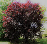 Prunus Nigra Flowering Plum B/R