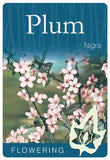 Prunus Nigra Flowering Plum B/R