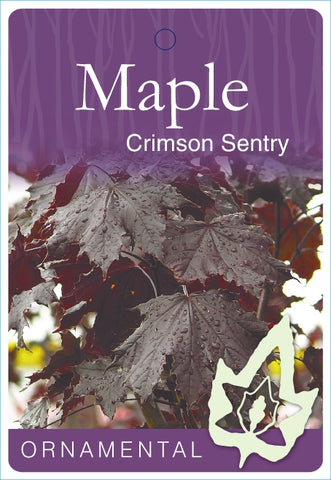 Acer Platanoides Crimson Sentry B/R