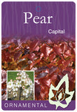 Pyrus Capital Pear 400mm