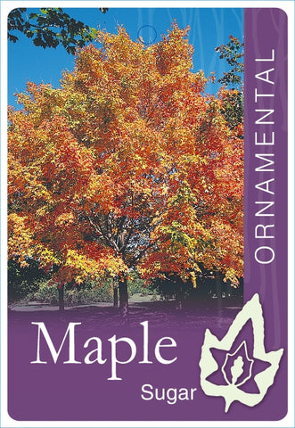 Acer Saccharum (Sugar Maple) 250mm Pot