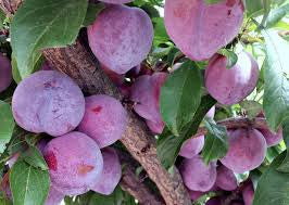 Plum - Satsuma 330mm Pot