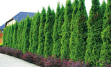Thuja occidentalis 'Smaragd'