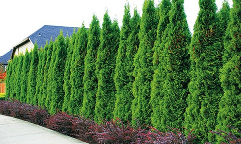 Thuja occidentalis 'Smaragd'