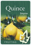Quince Smyrna B/R