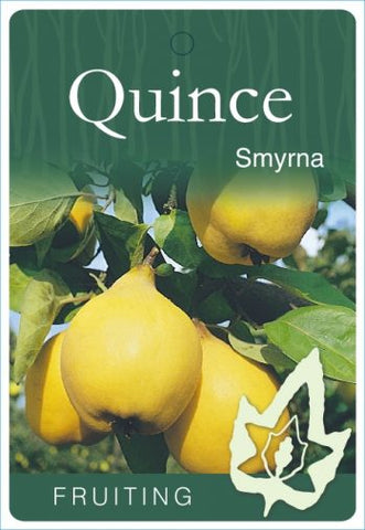 Quince Smyrna B/R