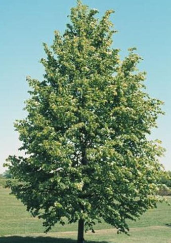 Tilia Cordata  330mm pot