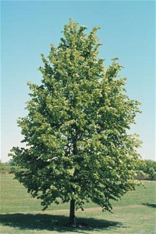 Tilia Cordata 250mm pot