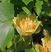 Liriodendron tulipifera Tulip Tree 330mm pot