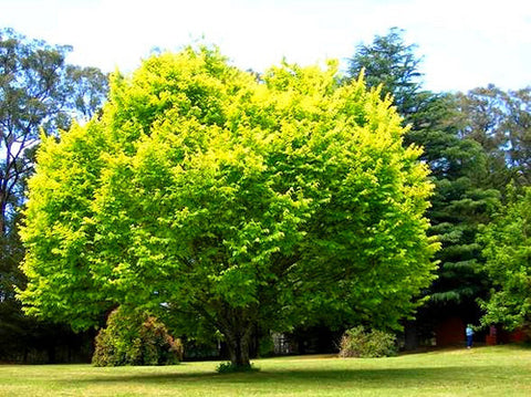 Ulmus Lutenscens Golden Elm B/R