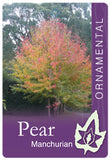 Pyrus Manchurian Pear 330mm