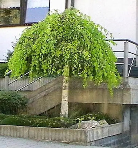 Silver Birch Std Weeping 1.5-1.8m Tall  potted