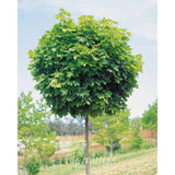 Acer platanoides&nbsp; 'Globosum' B/R