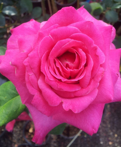 In Appreciation bush rose N/R