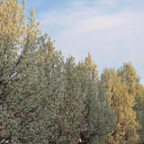 Pyrus nivalis 'Snow Pear' Ornamental Pear B/R