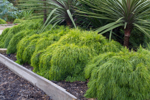 Acacia cognata Limelight