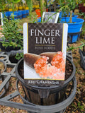Finger Lime 17cm