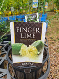 Finger Lime 17cm