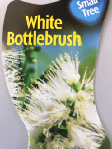 Callistemon Salignus (White bottlebrush) 50mm pot