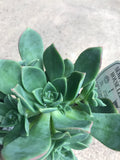 Succulent (4 assorted)