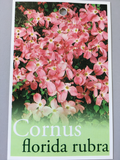 Dogwood Pink Flowering B/R
