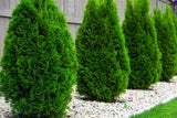 Thuja occidentalis 'Smaragd'