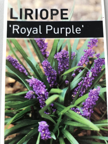 Liriope Muscari 'Royal Purple'