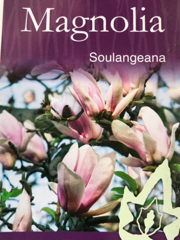 Magnolia  X Soulangeana 330mm
