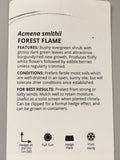 Acmena smithii 'Forest Flame'