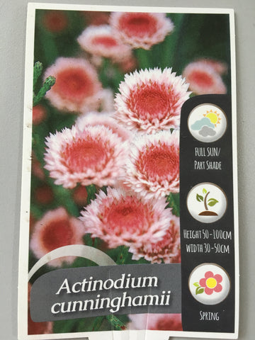 Actinodium cunninghamii