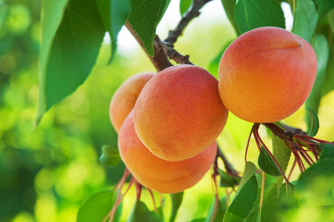 Apricot Storeys - Bare Rooted
