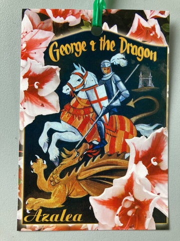 Azalea George & the Dragon 125mm