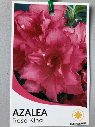 Azalea Rose King 125mm