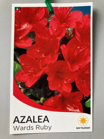 Azalea Wards Ruby 125mm