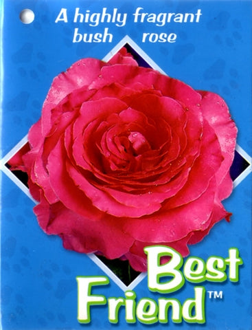 Best Friend NR 3ft Standard Rose 200mm