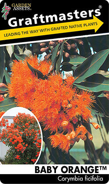 Corymbia ficifolia BABY ORANGE