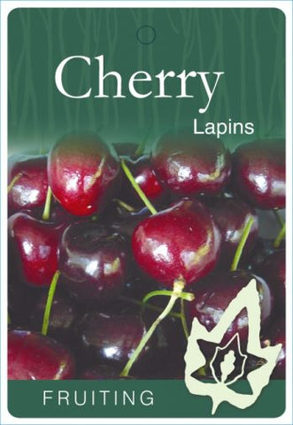 Cherry Lapins - Bare Rooted