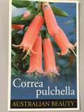 Correa pulchella