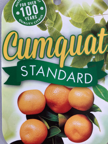 Cumquat Standard Green  250mm