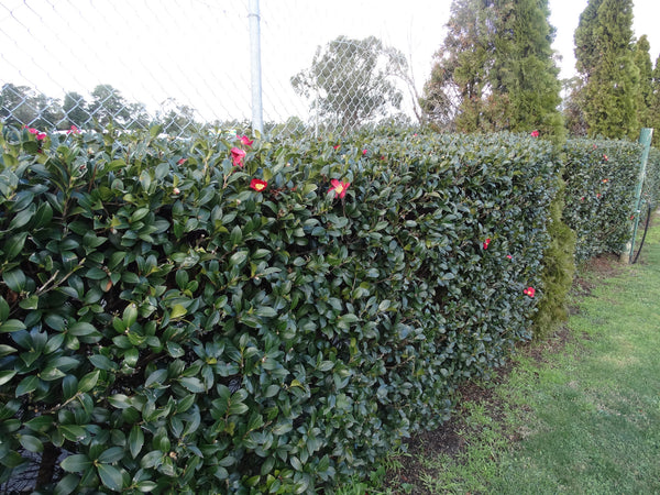 Yuletide Camellia Hedge Camellia Yuletide Suttons | Suttons