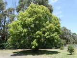 Fraxinus Golden Ash B/R