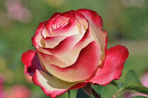 Double Delight Bush Rose