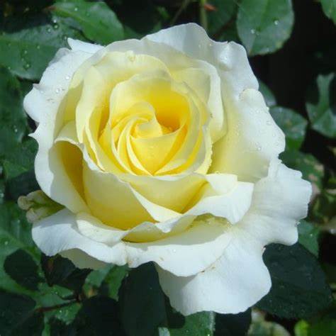 Elina Bush Rose NR