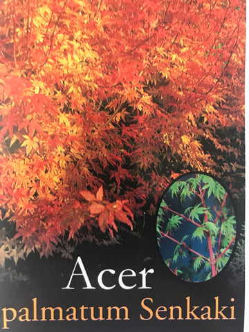 Acer Palmatum Senkaki 250mm pot