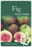 Fig Brown Turkey - 330mm Pot