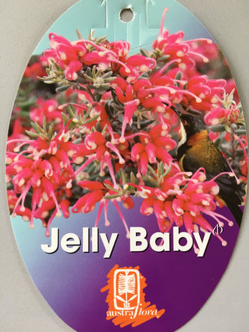 Grevillea 'Jelly Baby'
