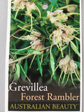 Grevillea 'Forest Rambler'