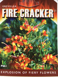Grevillea 'Fire Cracker'