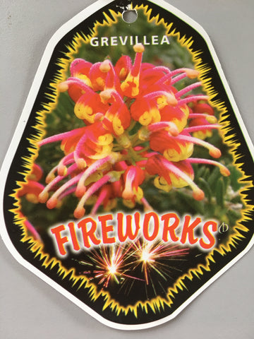 Grevillea 'Fireworks'
